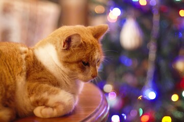 Cat relaxing with Christmas lights