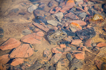 Stones in a Forebay Pond are stained red from iron in the Acid Mine Drainage