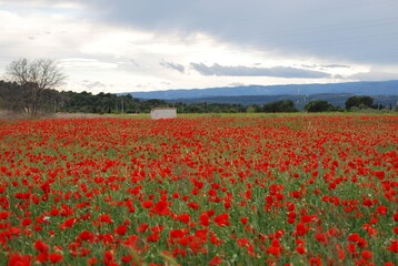 Fototapeta na wymiar Red Floral Poppy Field Landscape