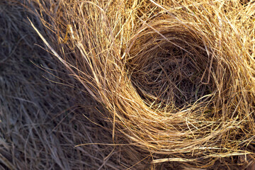 Empty nest in spring forest top view. Dry grass background with place for products.