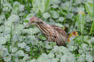 American Bittern Hunting in Marsh