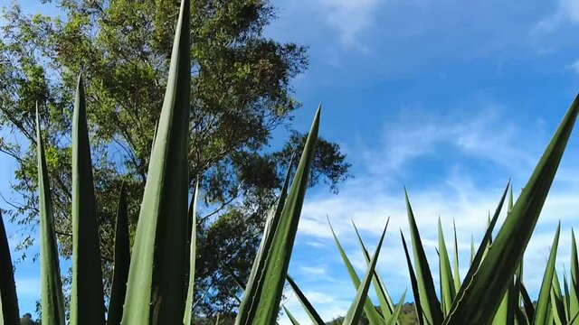movement between beautiful relaxing sabila penca with blue sky