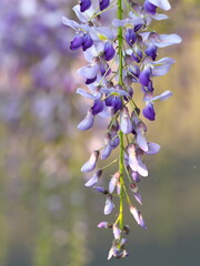 Tokyo,Japan-April 12, 2021: Closeup of Purple wisteria flowers in spring
