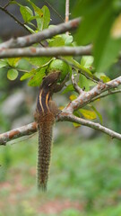 palm squirrel eating fruit in sri lanka
