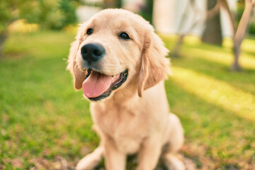 Beautiful and cute golden retriever puppy dog having fun at the park sitting on the green grass. Lovely labrador purebred doggy © Krakenimages.com