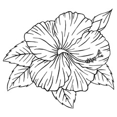 Hand Drawn Hibiscus flower outline. Hibiscus line art vector illustration isolated on white background. Tropical flower silhouette icon, blossom doodle and simple element. Exotic tropical plant symbol
