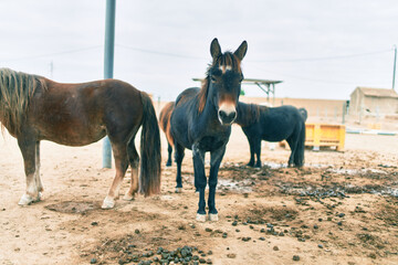 Adorable ponies walking at the farm