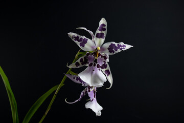 Beallara Orchid Flower. These hybrid orchid have purple and white colors