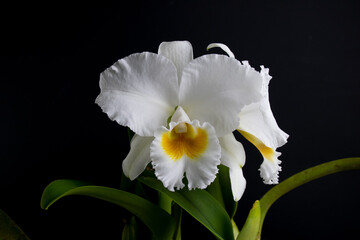 Fototapeta na wymiar Giant White Cattleya orchid in a black background