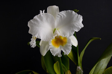 Giant White Cattleya orchid in a black background