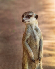 Fototapeta premium Suricata, mirada. retrato.