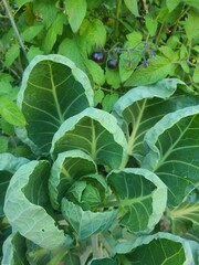 cabbage in the garden