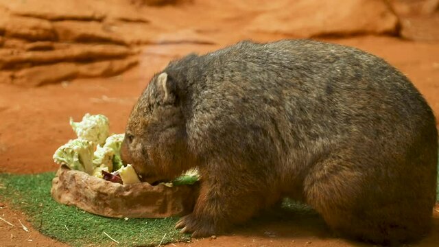 The common wombat (Vombatus ursinus), also known as the coarse-haired wombat or bare-nosed wombat, is a marsupial, one of three extant species of wombats and the only one in the genus Vombatus