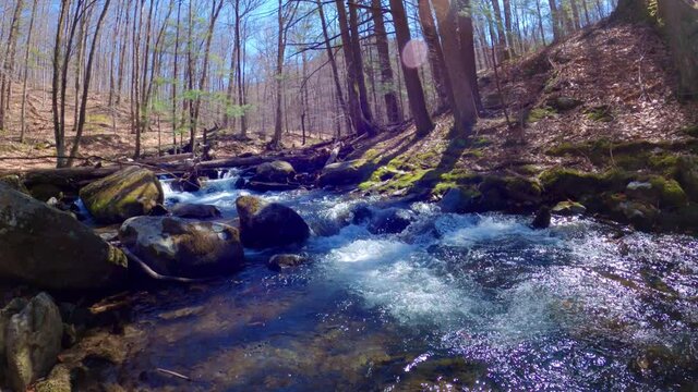 Woodland stream - Stock Image - C016/2344 - Science Photo Library