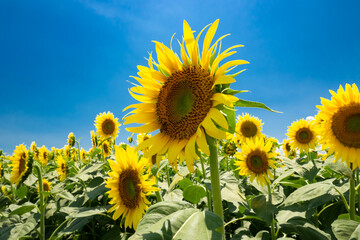 暑い夏の象徴、青い空とひまわりの花のクローズアップ