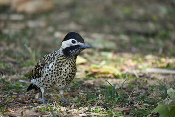 green-barred woodpecker (Colaptes melanochloros)