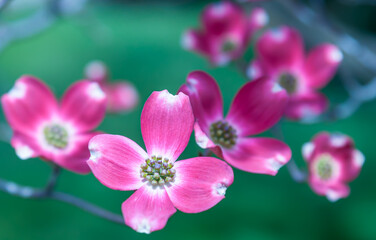 Fototapeta na wymiar Flowering pink dogwood trees in Swissvale, Pennsylvania, USA with a blurred background