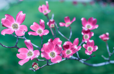 Fototapeta na wymiar Flowering pink dogwood trees in Swissvale, Pennsylvania, USA with a blurred background
