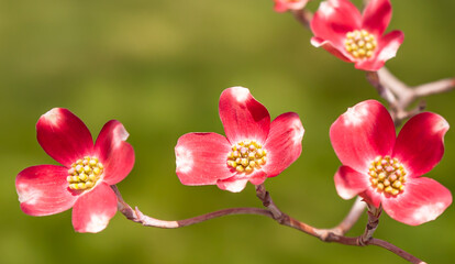 Obraz premium Flowering pink dogwood trees in Swissvale, Pennsylvania, USA with a blurred background