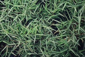 Naklejka na ściany i meble Close up of green grass plant background or texture