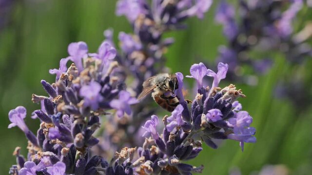 Lavender flower visiter by bees