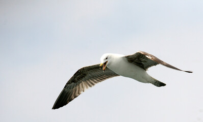 Fototapeta premium Seagull flying on sky in Istanbul, Turkey.
