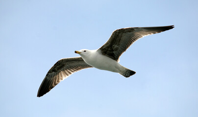 Fototapeta na wymiar Seagull flying on sky in Istanbul, Turkey.