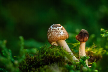 Tiny mushrooms growing on patches of moss. 