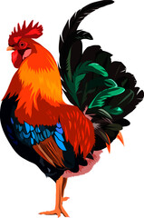 rooster isolated on white