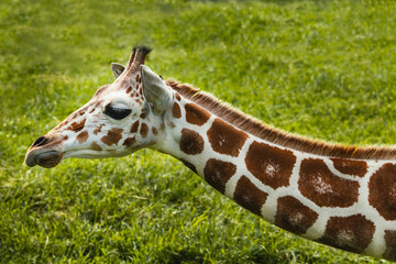 Jirafa reticulada, cuello.