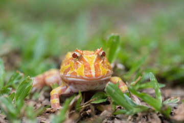 closeup argentine horned frog on ground
