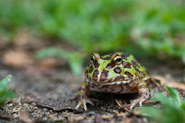 closeup argentine horned frog on ground
