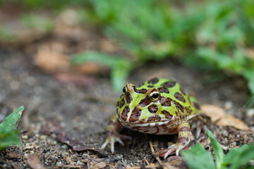 closeup argentine horned frog on ground
