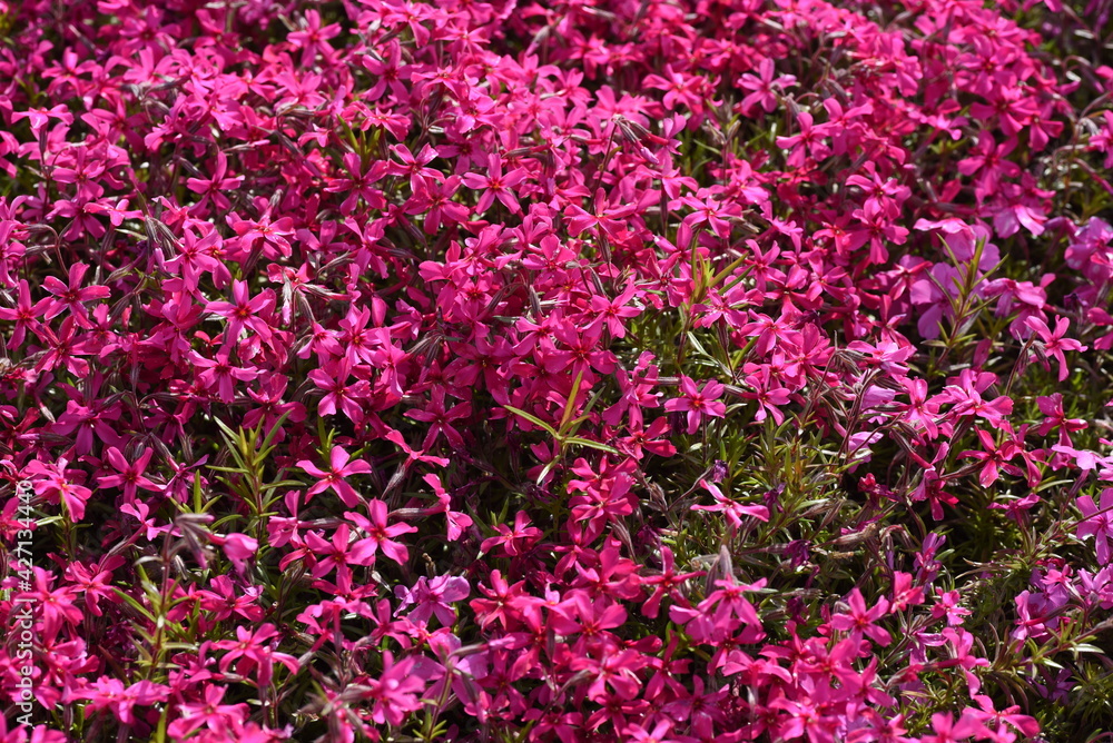 Wall mural  Moss phlox blooms flowers from spring to early summer, and it looks like a carpet of flowers