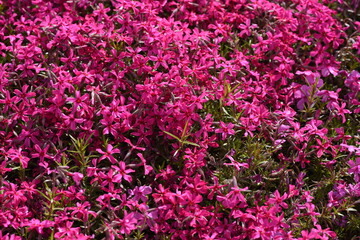 Moss phlox blooms flowers from spring to early summer, and it looks like a carpet of flowers