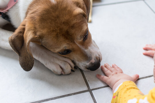Young Beagle puppy smelling the hand of a crawling baby: dog training for families with children
