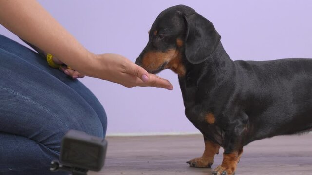 Female handler encourages obedient dachshund dog after training. Woman feeds pet with dry food from her hand, close up. Fitness blog for animals recorded on action camera.