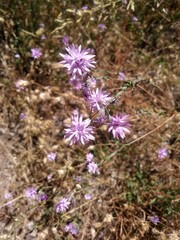 desert star flowers purple