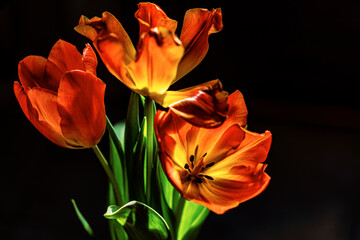 red and yellow tulips