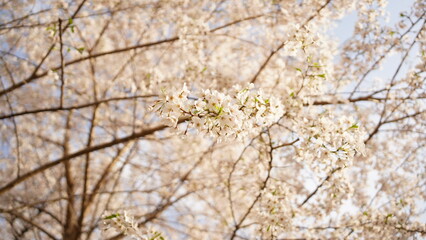 Cherry Blossom