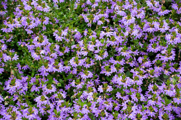 A lavender flower bed in Asheville North Carolina