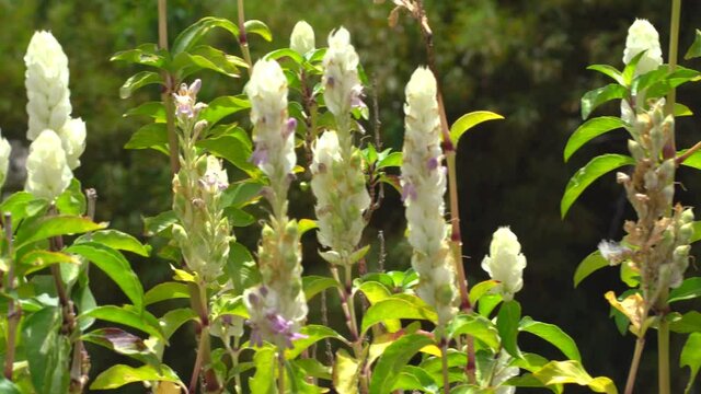 Dolly shot of flowers with the wind blowing 