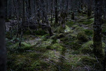 八ヶ岳連峰での登山風景、美嚢戸口からの登山道