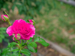 Pink Rose flower with raindrops on background pink roses flowers. Nature...
