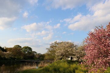 桜の花　八重桜　春の穏やかな日　風景