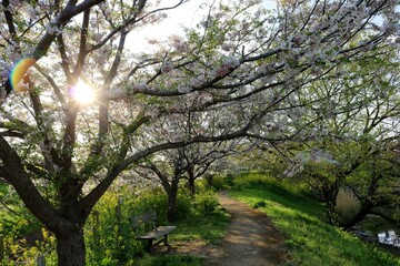 桜の散策路　ベンチ　春　風景