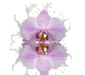 orchid flower, splash and reflection effect