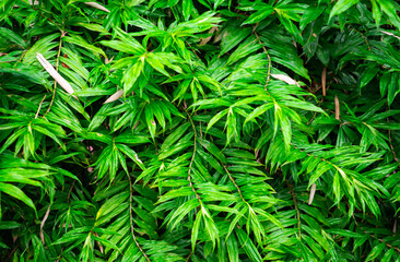 Lush green moss forest with old tree with fern pattern. Background, grenery wallpaper, rain forest in daylight. texture of leaf and light from warm sun. spring season scenary