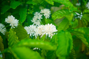 Coffee flower In the fields