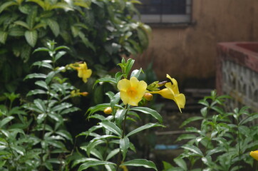Panama tourism, beach, animals. flowers
